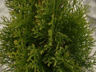 Thuja Smaragd, Freilandware Größe 125-150cm, C7,5L