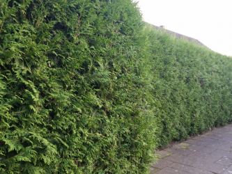 Thuja brabant - Lebensbaum brabant Größe 125-150cm, 3-5L Container
