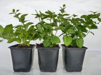 Vinca major - Großes Immergrün