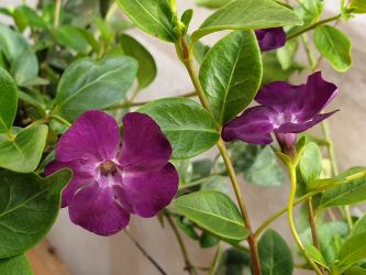 Vinca Minor rubra - Rotes Immergrün, 5-7 Triebe Vinca Minor rubra im 0,5L Topf, 8-12 Triebe