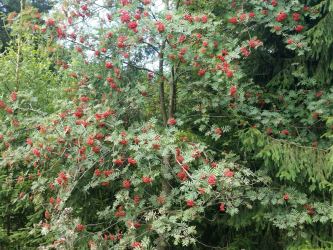 Sorbus aucuparia - Vogelbeere 50-80 cm