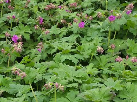 Geranium macrorrhizum - Balkan Storschnabel 