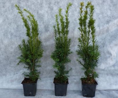Taxus media 'Hillii' - Bechereibe Größe 60-80cm