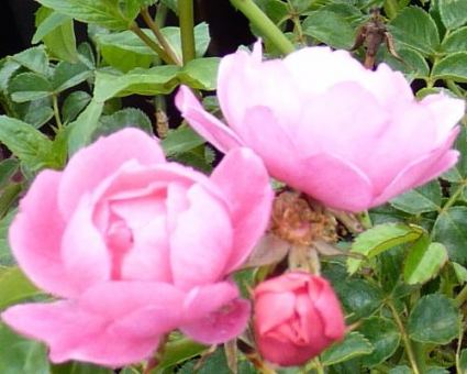 Bodendeckerrose 'Dagmar Hastrup' 