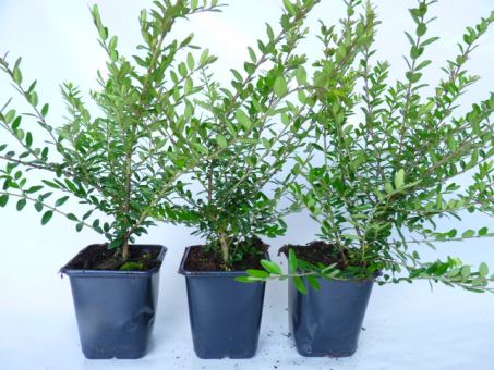 Lonicera Pileata - Kriech-Heckenkirsche 