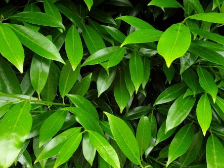 Kirschlorbeer Caucasica im Container Größe 60-80cm im 3L Topf