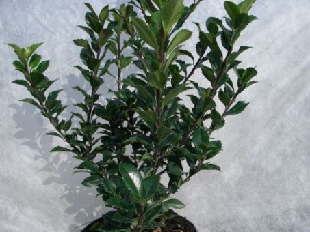 Ilex Heckenstar - Stechpalme Größe 80-100 cm, 7,5 L Topf