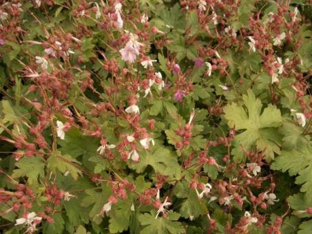 Geranium macrorrhizum spessart - Storschschabel 