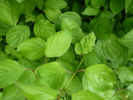 Cornus mas - Europäische Kornelkirsche 