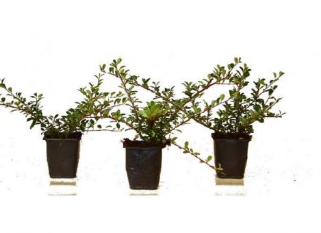 Cotoneaster dammeri "Eichholz" - Kriechmispel 
