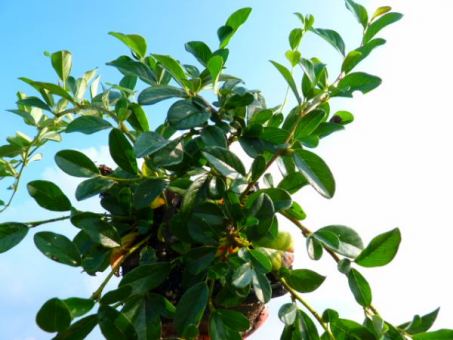 Cotoneaster dammeri 'radicans' - Kriechmispel 