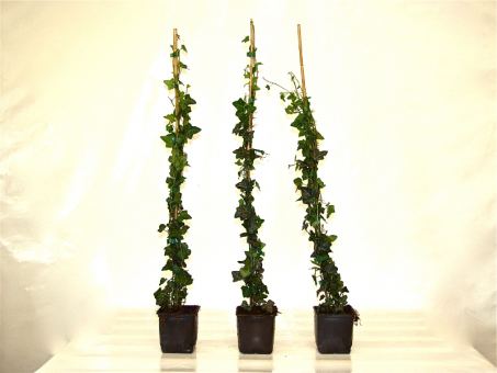 Hedera helix - Einheimischer Efeu, gestäbt, ab 60 - 150 cm groß 