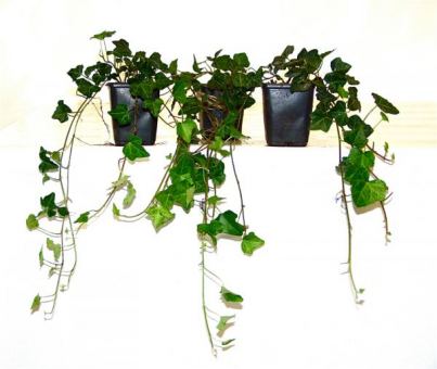 Hedera helix - Efeu 