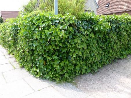Hedera Hibernica - Irischer Efeu 