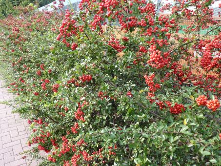 Pyracantha coccinea 'Red Column') - roter Feuerdorn 