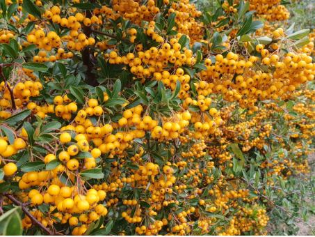 Pyracantha Crenoserata orange glow - Feuerdorn 
