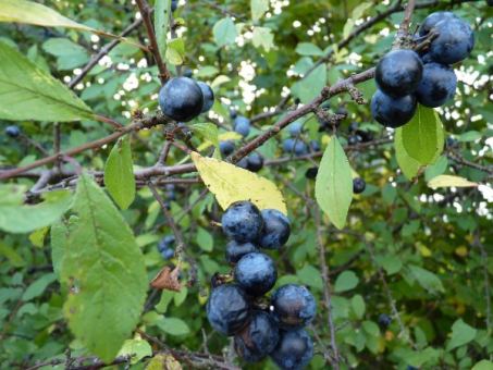 Prunus Spinosa - Schlehe 
