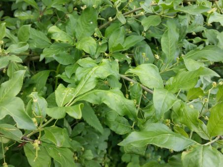 Euonymus europaeus - Europäisches Pfaffenhütchen 