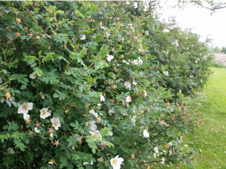Rosa Pimpinellifolia - Bibernellrose 