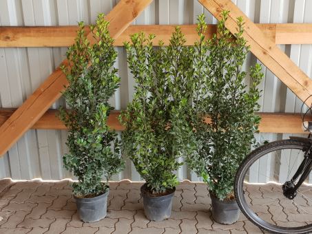 Extra kräftige Pflanzen, Bedarf 2 1/2 pro Meter Größe 100-125 cm, 7,5L Container