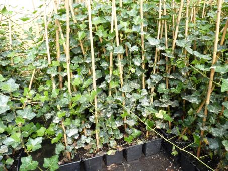 Hedera Hibernica - Irischer Efeu, gestäbt, ab 60 - 150 cm groß 