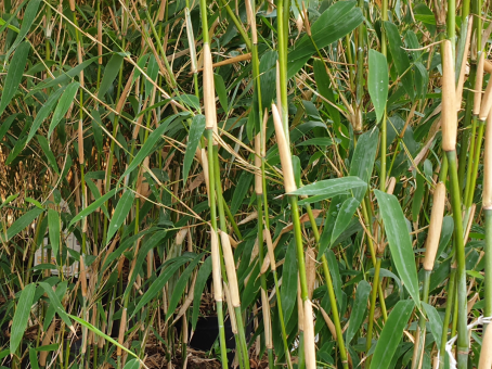 Bambus Fargesia 'Ivory Ibis' 