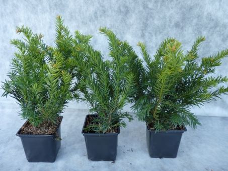 Taxus baccata 'Repandens' - Bodendeckereibe Taxus Baccata Repandens, 20-30 cm, 1L Topf