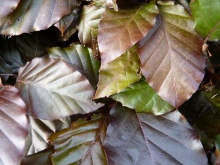 Fagus sylvatica purpurea - Blutbuche Größe 150-175 cm, Ballenpflanze