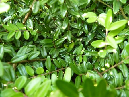 Lonicera Nitida Elegant - Böschungsmyrthe 