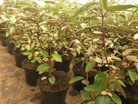 Ölweide - Elaeagnus Ebbingei 