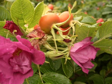 Rosa Rugosa - Heckenrose 