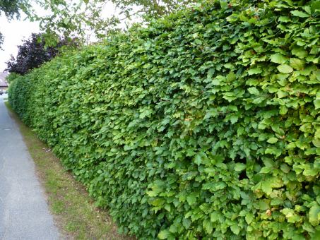 Fagus sylvatica - Rotbuchenpflanzen als Freilandware 