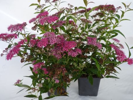 Spiraea bumalda 'Anthony Waterer' - rote Sommerspiere Roter Spierstrauch im 0,5L Topf, 10-20 cm groß