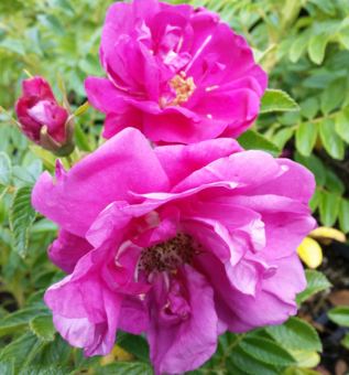 Bodendeckerrose 'Rotes Meer' 