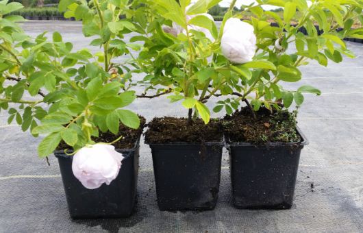 Bodendeckerrose 'Schneekoppe' 