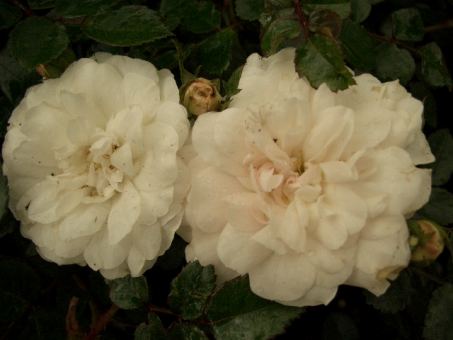Bodendeckerrose 'Sea Foam' 