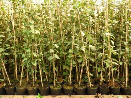 Sorbus torminalis (Elsbeere) 