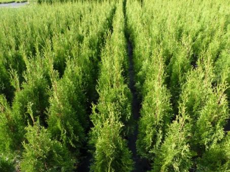 Thuja columna - Lebensbaum Columna 