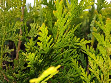 Thuja plicata 'Aurescens' - Goldspitzen Lebensbaum 