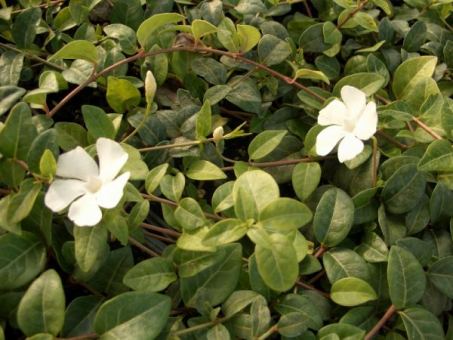 Vinca Minor alba - Weißes Immergrün Vinca Minor alba im 0,5L Topf, 8-12 Triebe