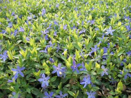 Vinca Minor - Immergrün Vinca Minor im 0,5L Topf, 8-12 Triebe