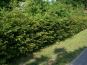 anwendung taxus hecke 2