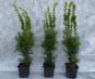bechereibe taxus media hillii c1
