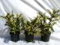 berberis fricartii verrucandii bluete c3 container 30 40 cm