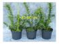 berberis fricartii verrucandii c3 container 40 50 cm