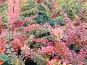 berberis thunbergii herbstlaub