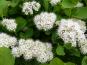 bltezeit birkenblttriger spierstrauch spiraea betulifolia