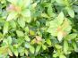 buxusblaettrige berberitze berberis buxifolia nana laub