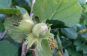 corylus avellana haselnussfrucht