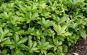 dickmaennchen pachysandra terminalis